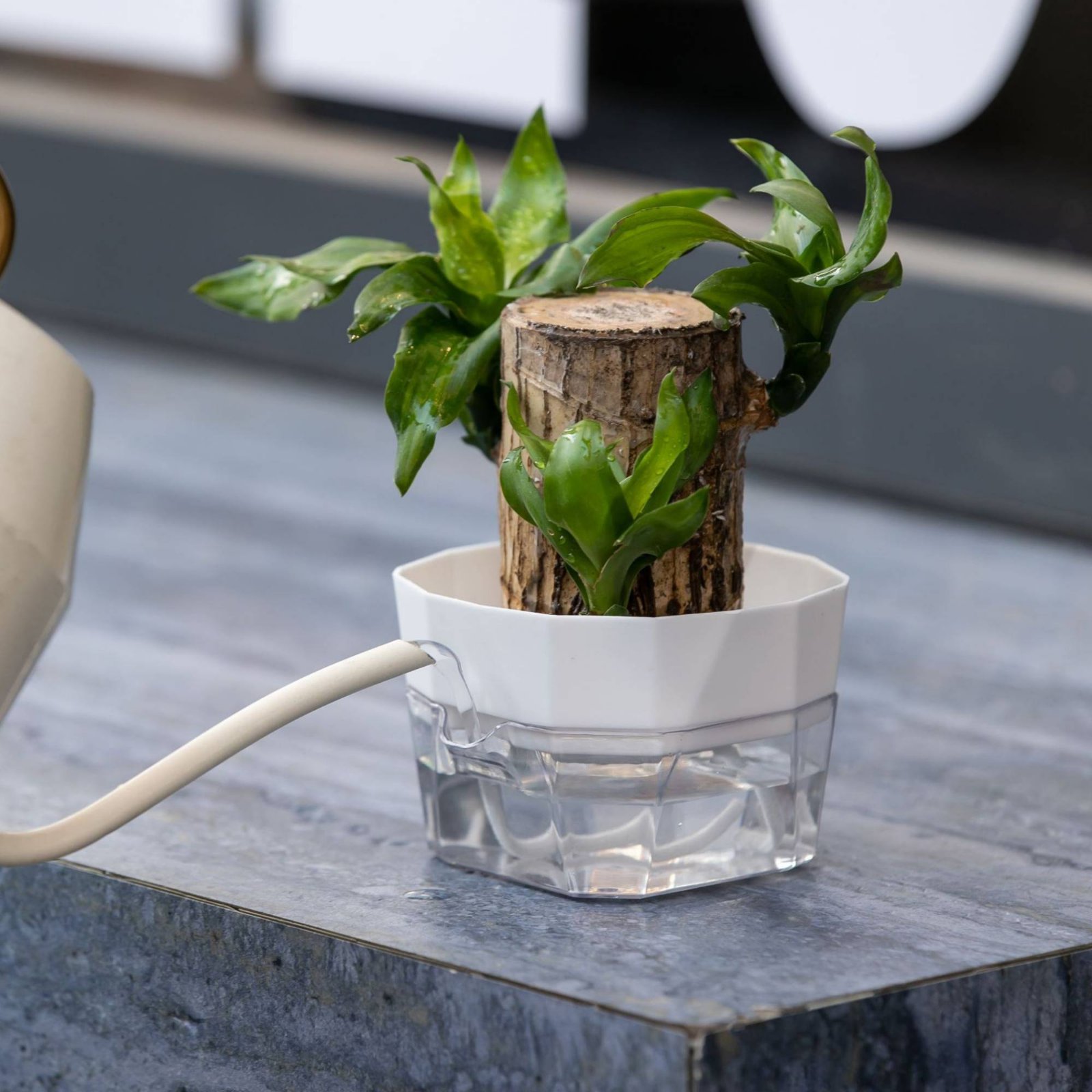 Vaso Idroponico a 2 Livelli pe - Automatic Watering recensione e prezzo
