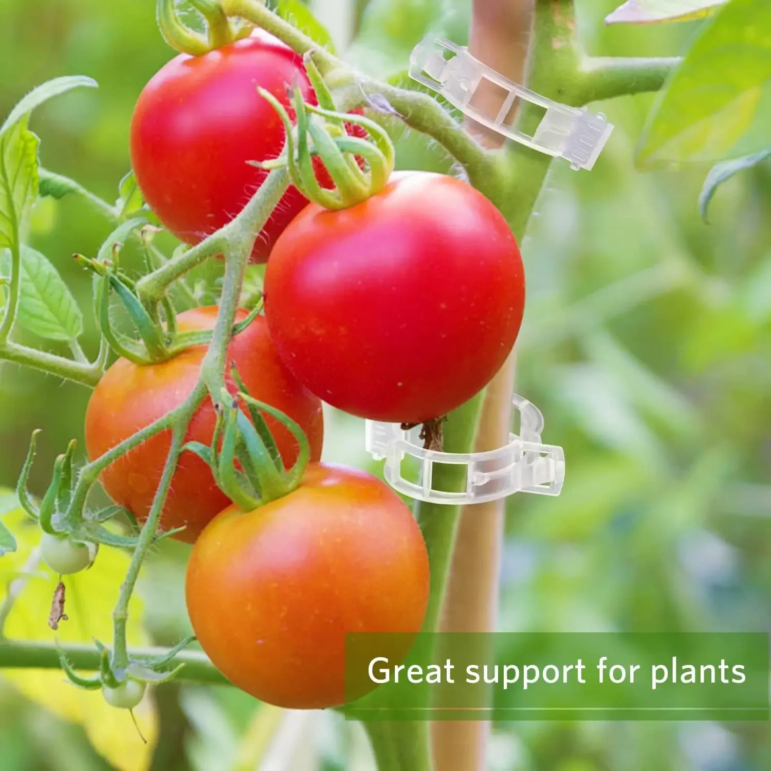 Clip di Supporto per Piante Ri - Smart Garden Kit recensione e prezzo